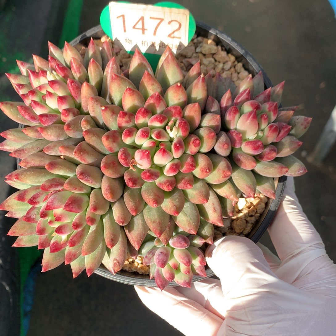 二代虞美人无砍平头1472