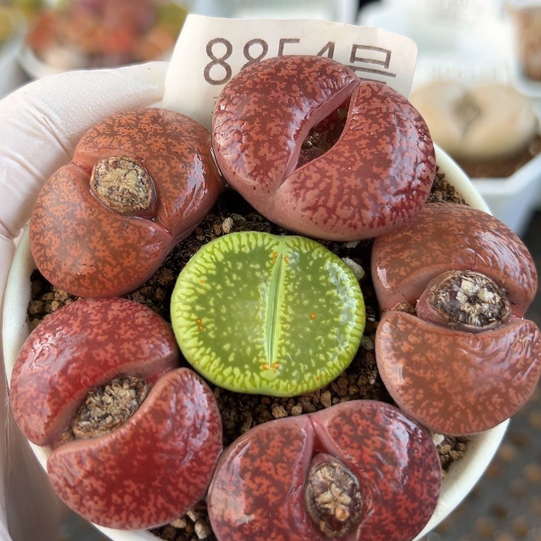 好养易活生石花大母本8854