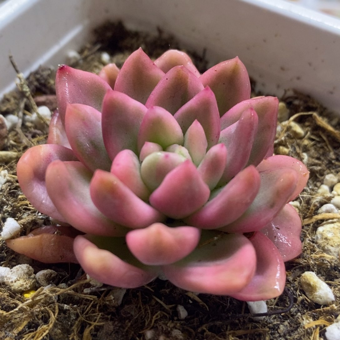 阴嘴红锦 多肉植物