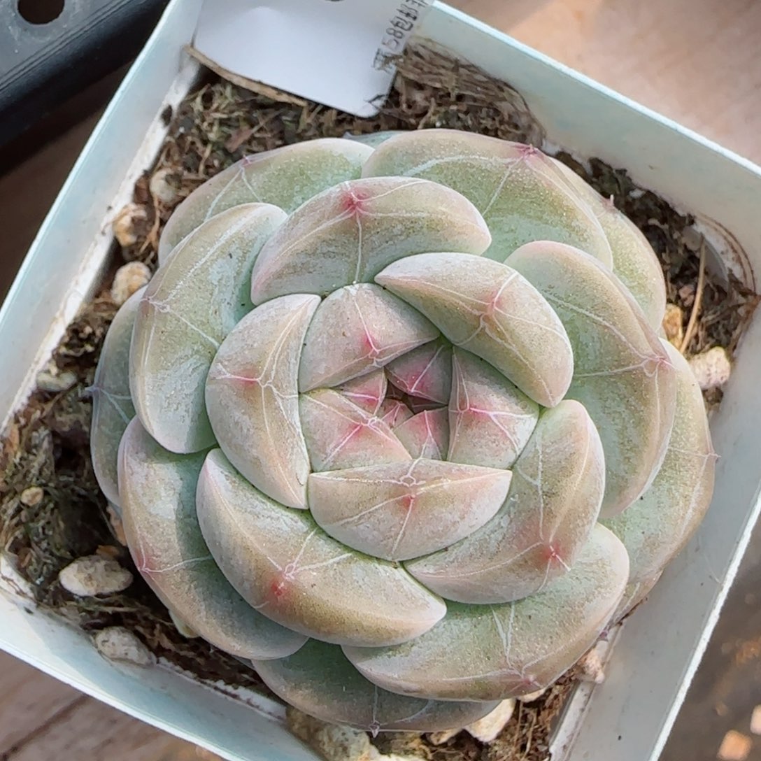 孤品，6470多肉植物