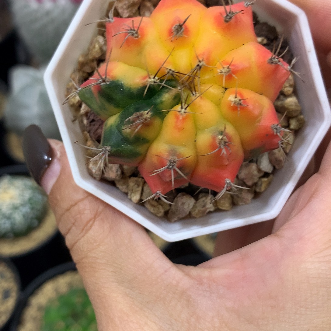福利实生根自然米哈锦