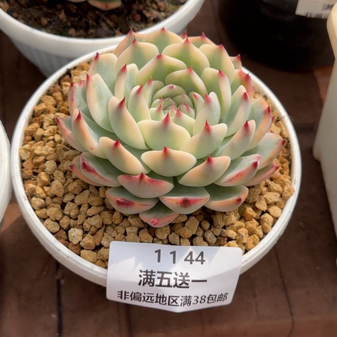 龍****我云南精品多肉1144