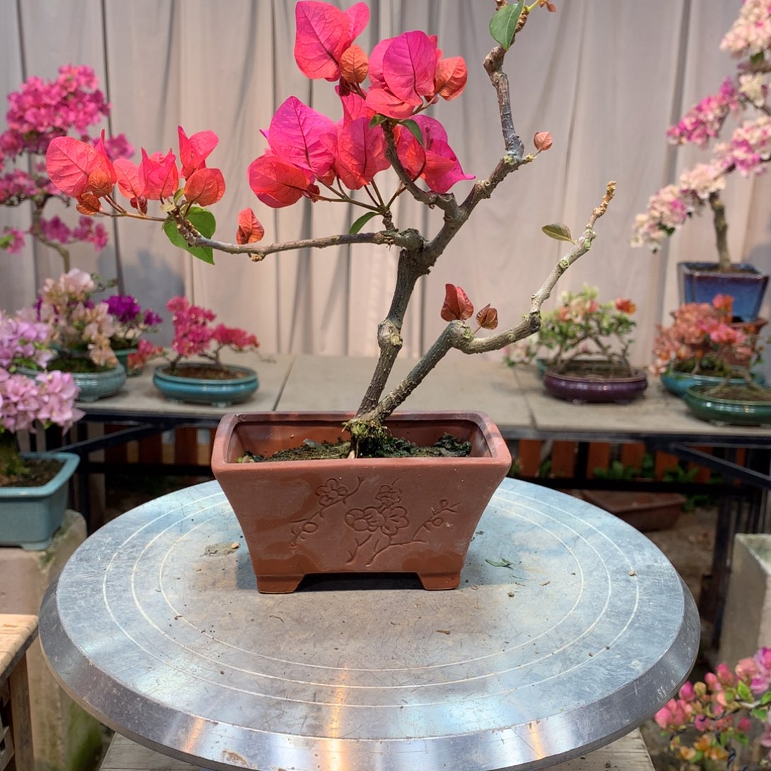 大量花朵（建议范围：8朵-15朵 或40%以上）