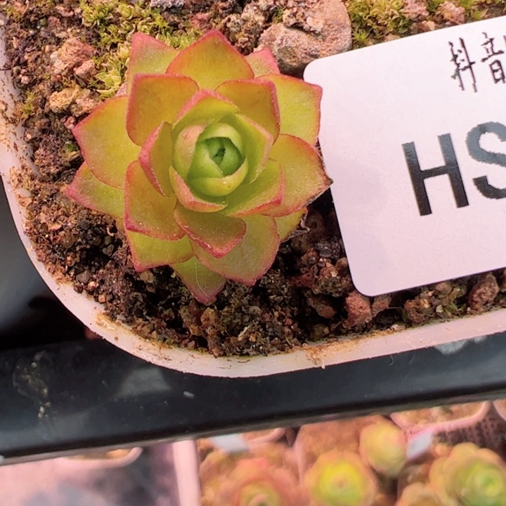 花火烟火x绝色 018 多肉