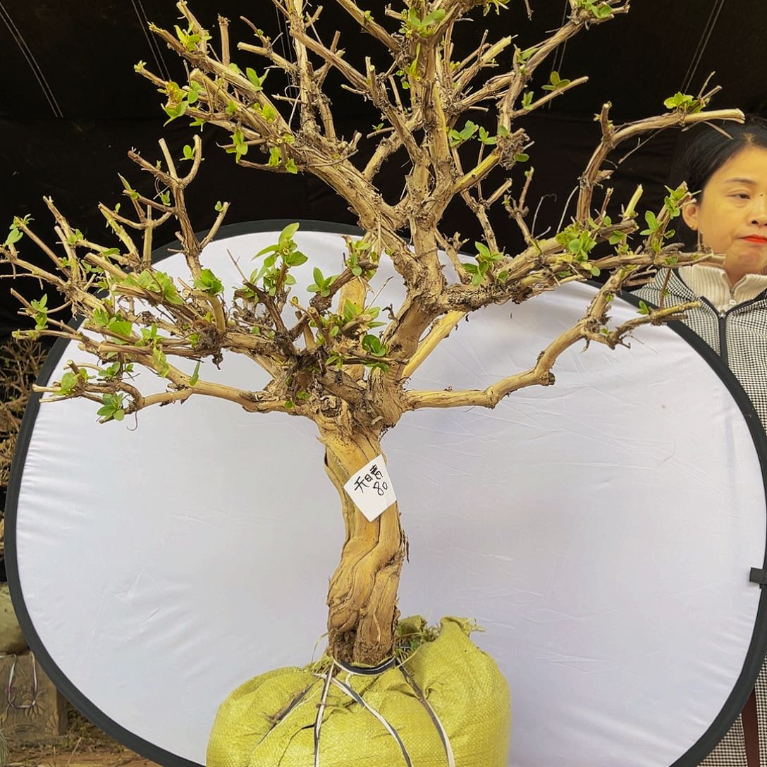 当前无花朵，栽培后可花朵