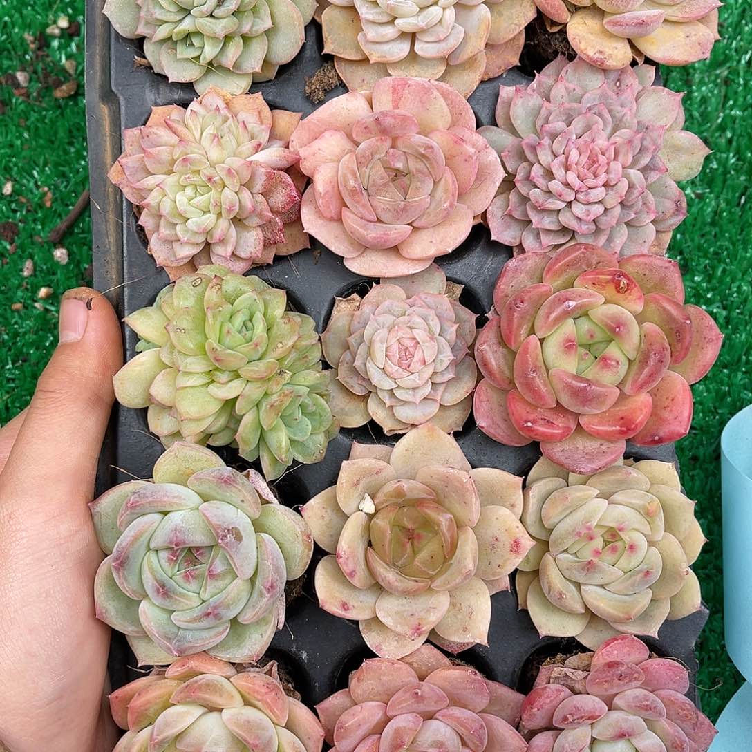 多肉一物一拍9-106