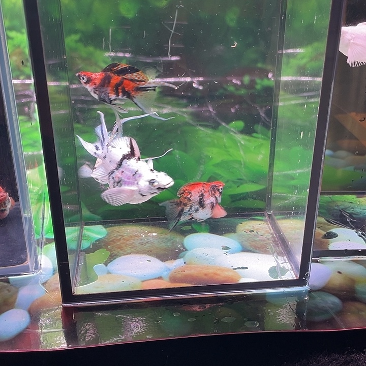 孔雀鱼橙头玛丽1对熊猫水墨1对
