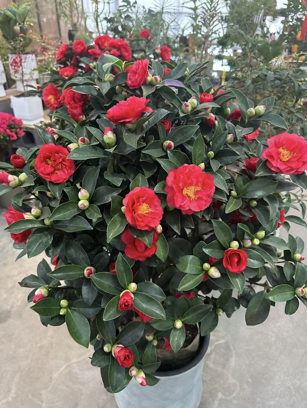 山茶花盆栽带花苞/一物一拍