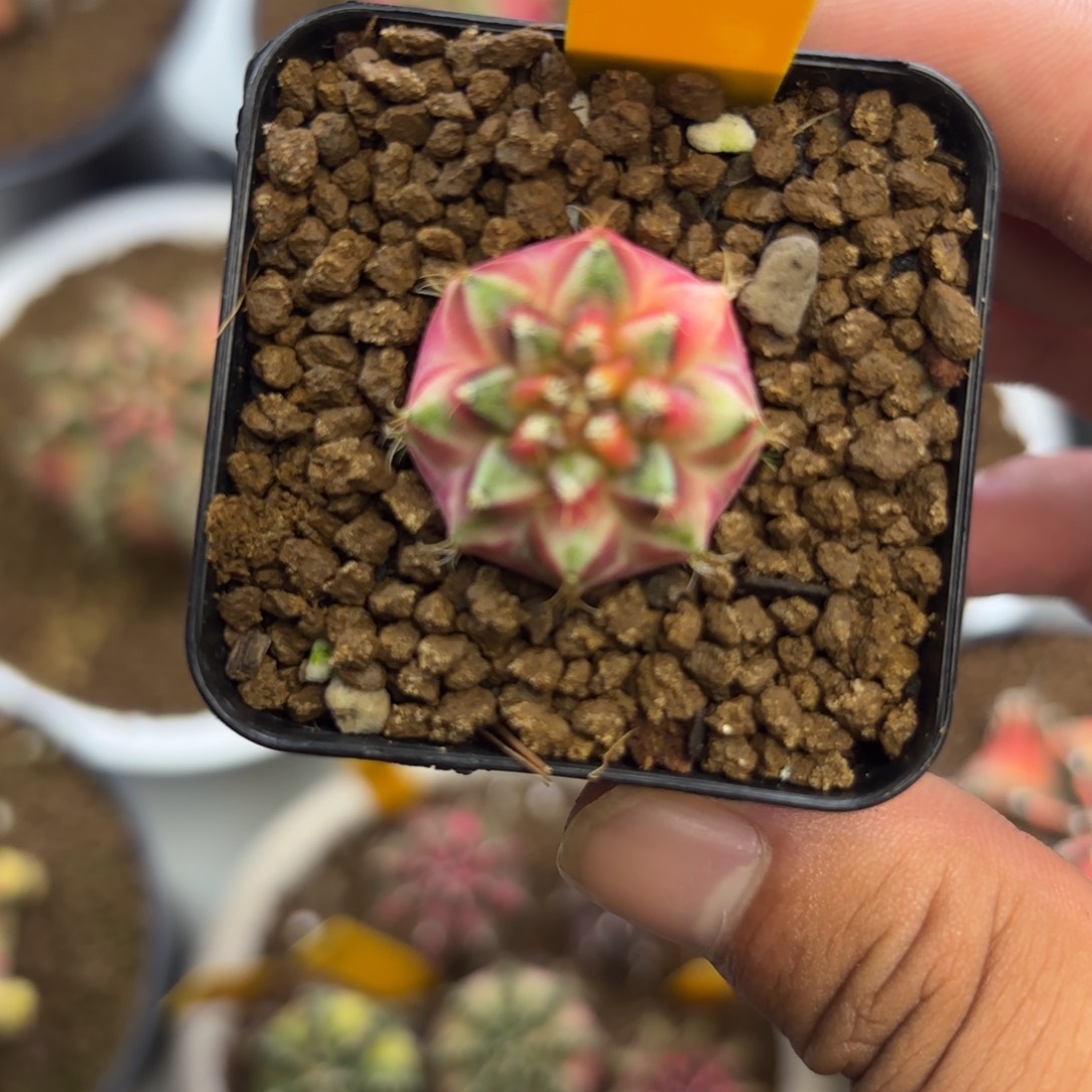 240-1231泰国发货多肉