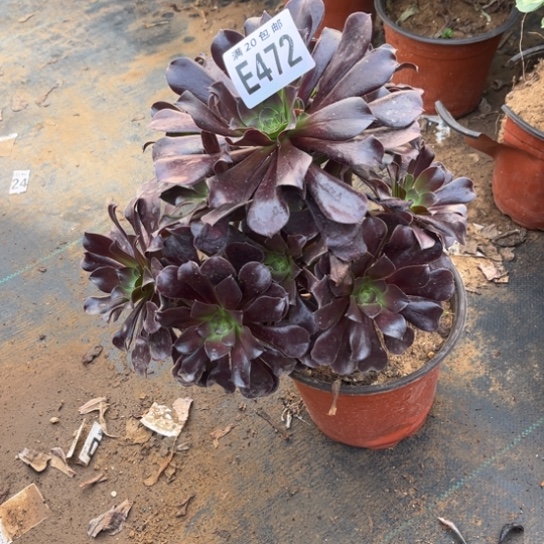 472欧紫法师不包断枝