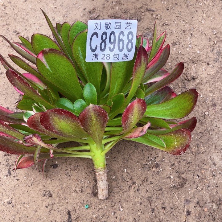 8968多肉植物法师无根