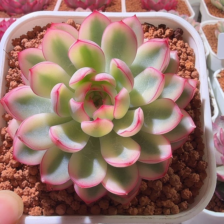 雨燕座进多肉植物