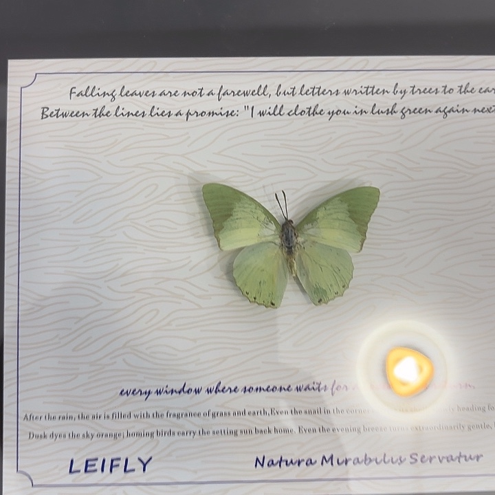 小***张蝴蝶标本定制351@