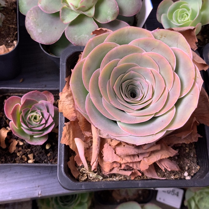 ᝰ***ꪝ一物一拍星辰福利两颗