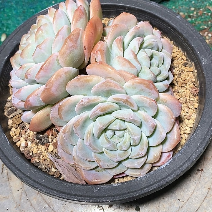 南****?冰玉多肉植物2-3