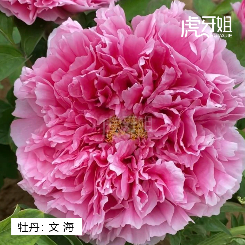 【文海】裸根牡丹包对版-庭院阳台花卉红色重瓣大花
