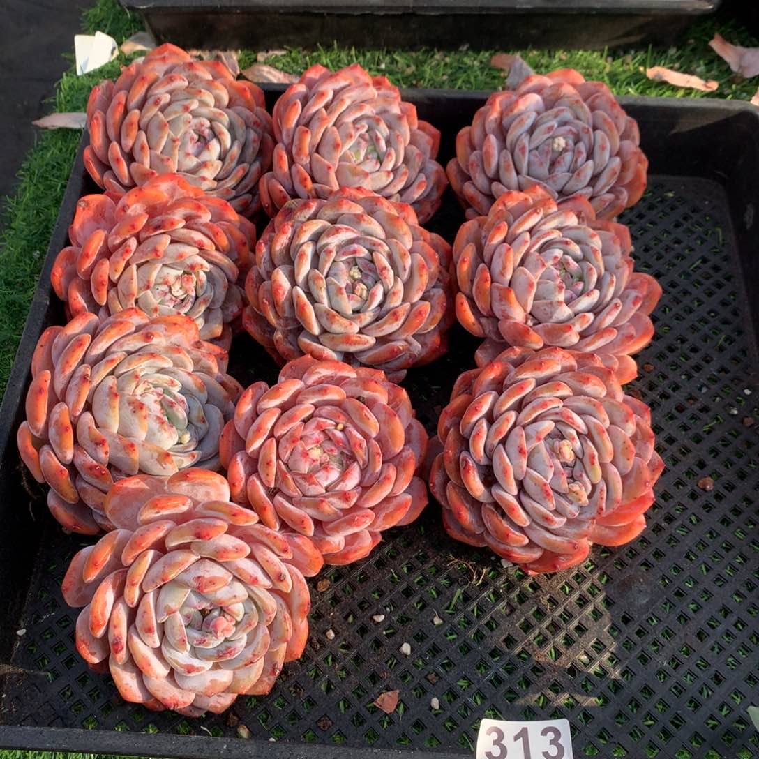 313橙子多肉植物