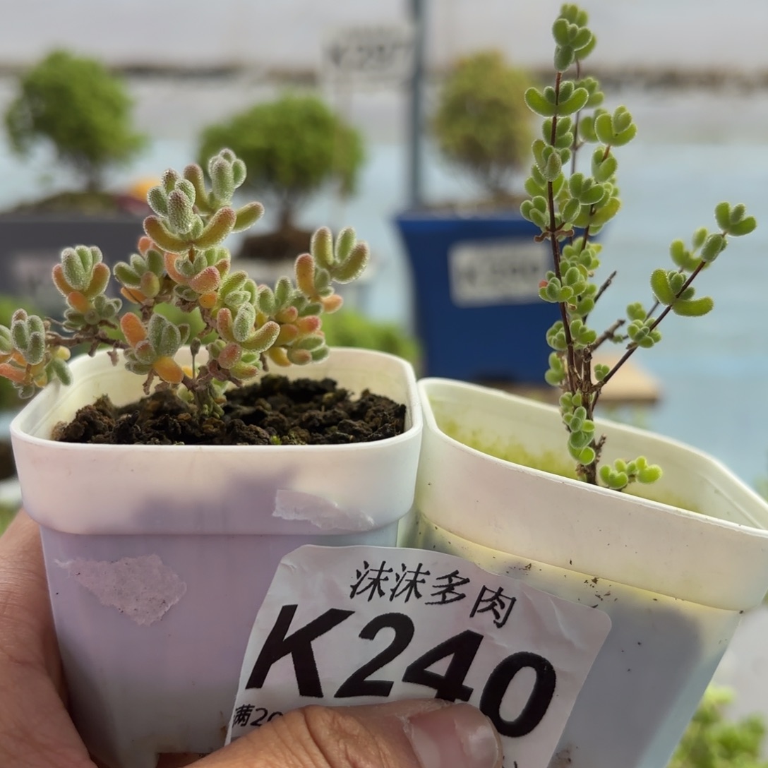 240粉饼和白体莱斯