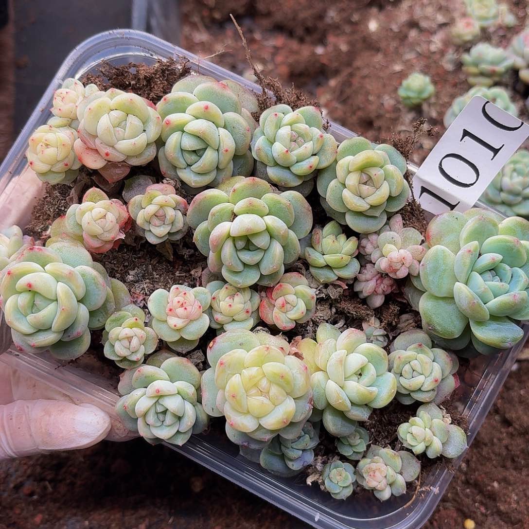 多肉植物多肉植物1010