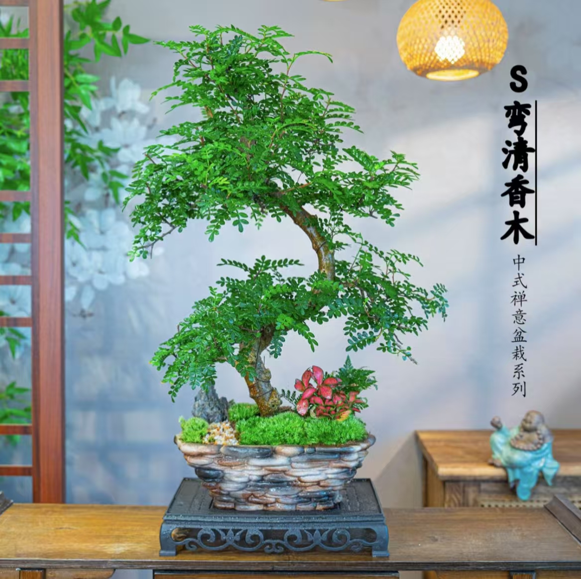 S弯游龙清香木老桩盆景驱蚊净化空气室内四季常青绿植盆栽