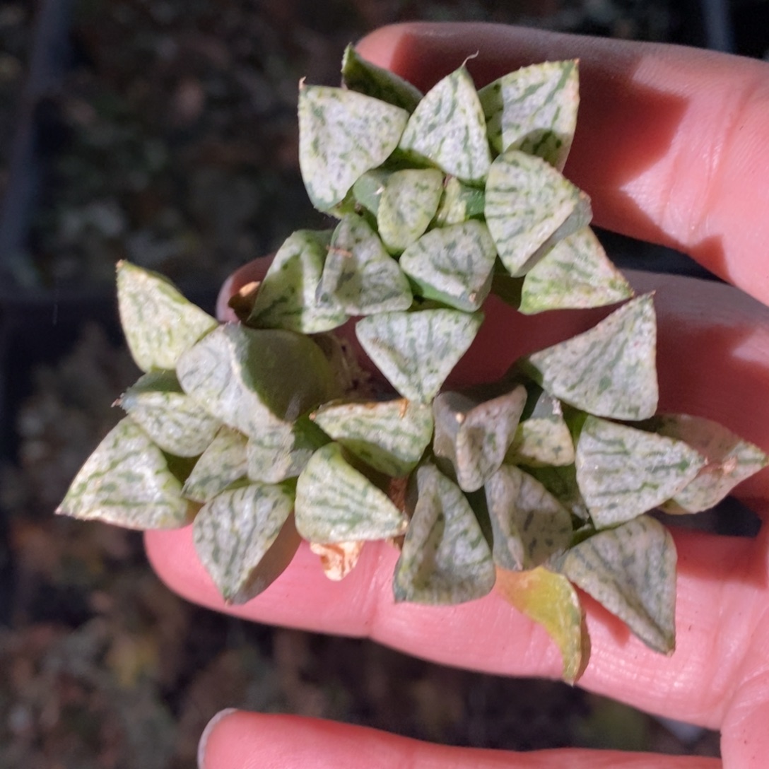 2922 一颗潘多拉魔盒 元旦整点福利