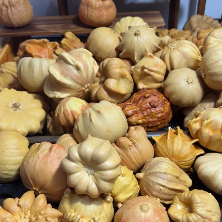 我的墨西哥七彩葫芦