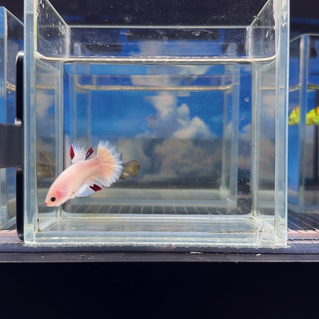 斗鱼精品vip高品质可爱koi