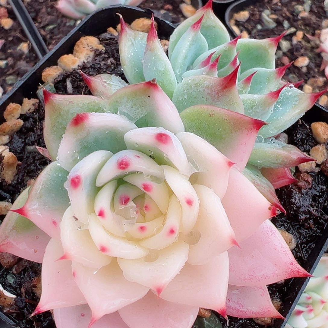 吉娃娃锦，多肉植物