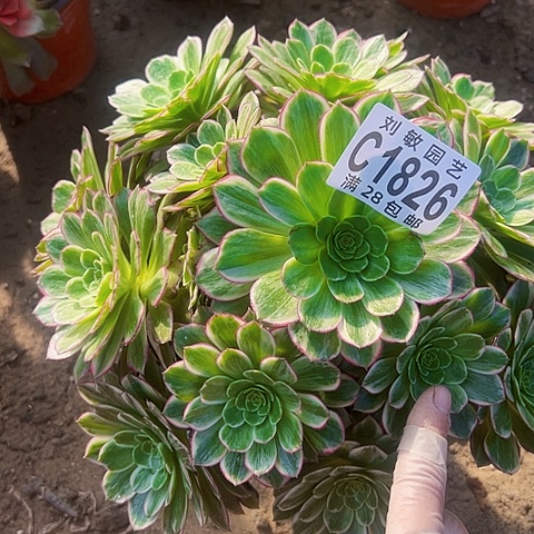 水蜜桃多肉植物法师1826