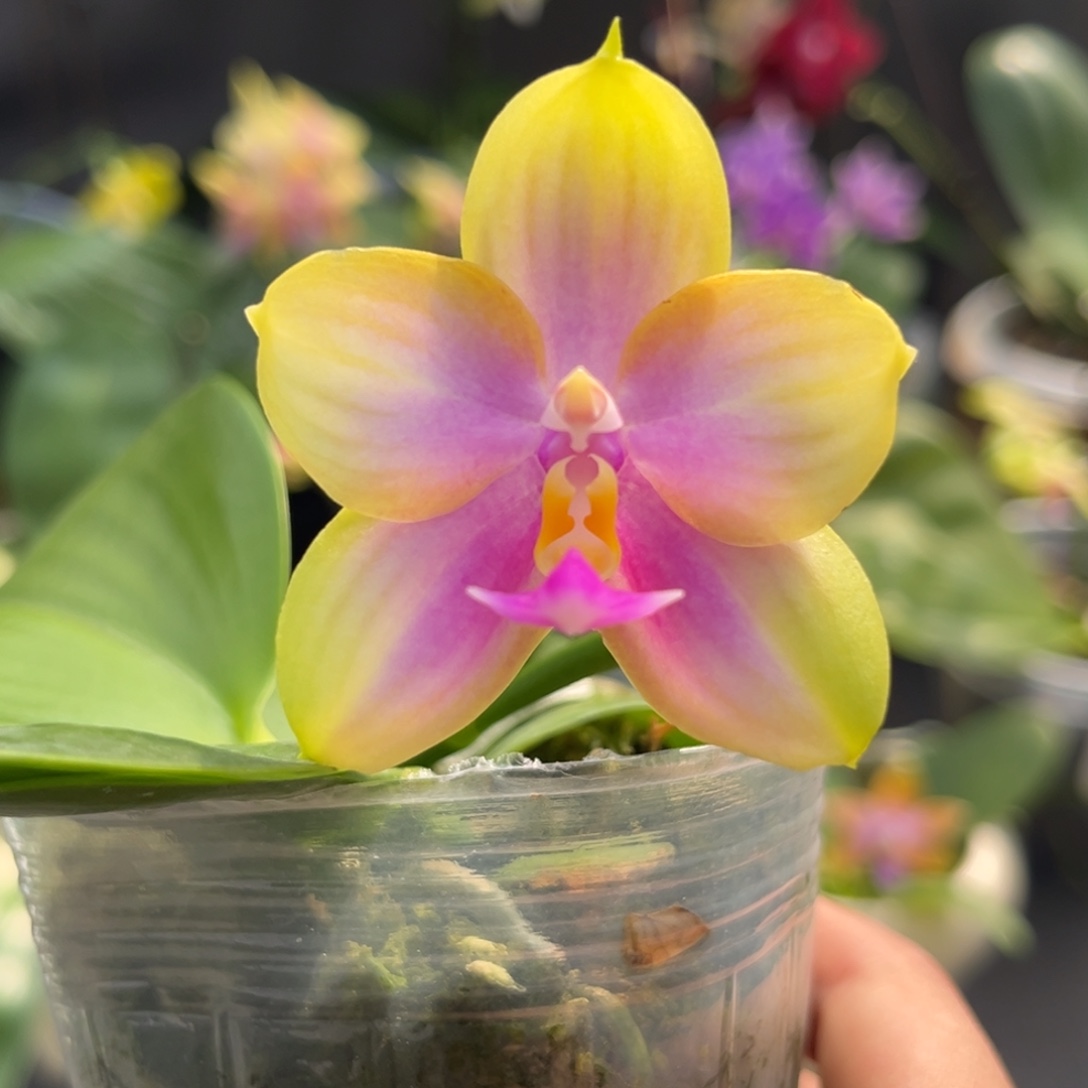 完全开放2.5寸反射龙交粉玛丽开花株