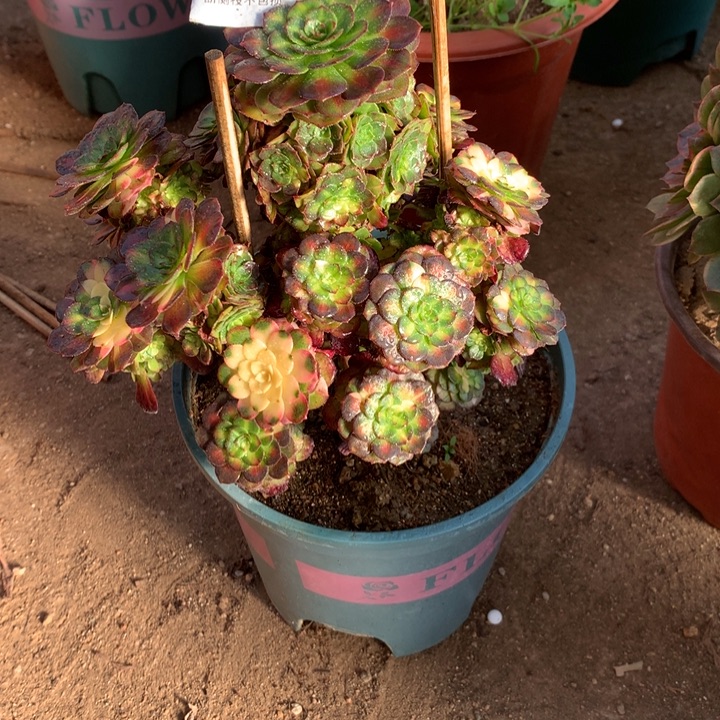 571海王七彩多肉植物特价