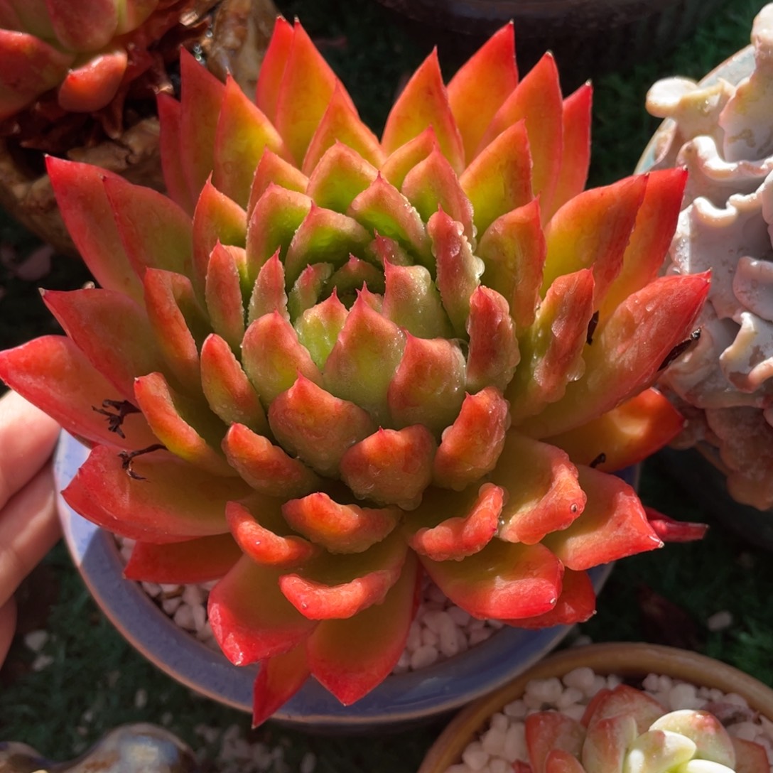 多肉植物盆栽多肉14