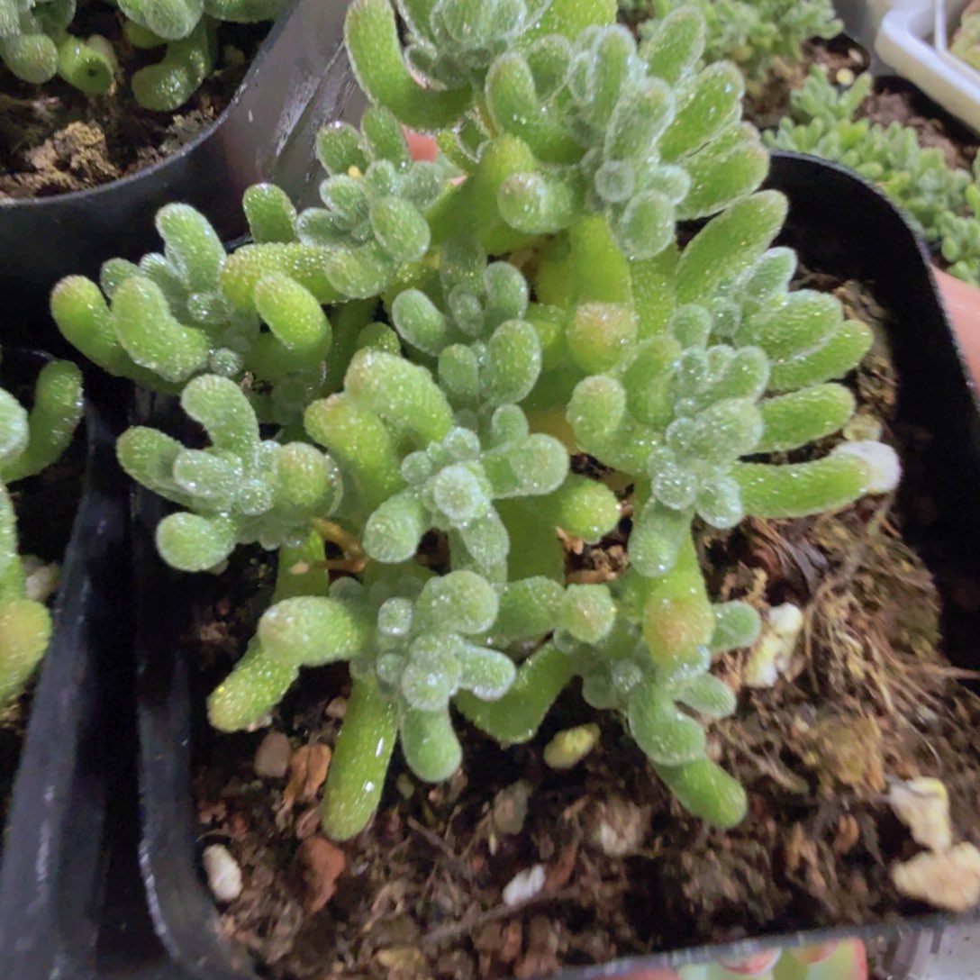 冰晶枝干一颗王炸