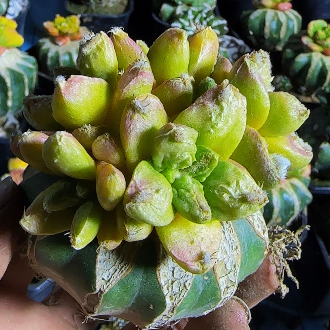 牡丹锦群416仙人球开花