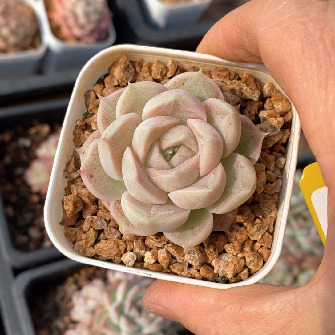 精品多肉一物一拍不包整61