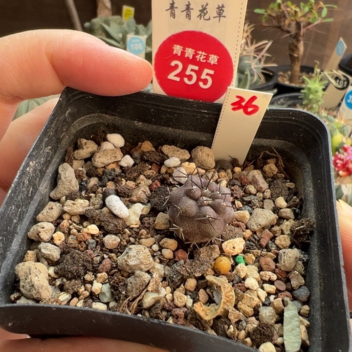实生黑王丸一棵1.5cm