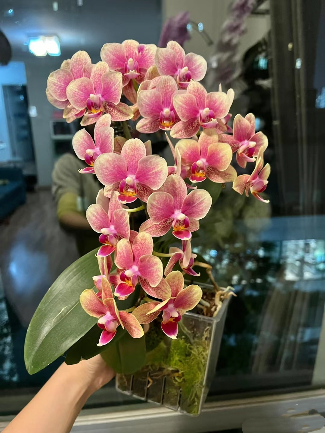 【两棵装】金蝶胡蝶兰花苗带花剑2.8寸杯不带花（花剑小）