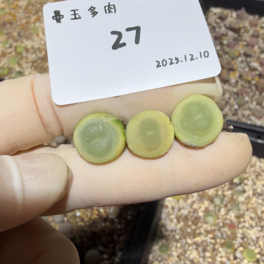 多肉多肉多肉12.10-027
