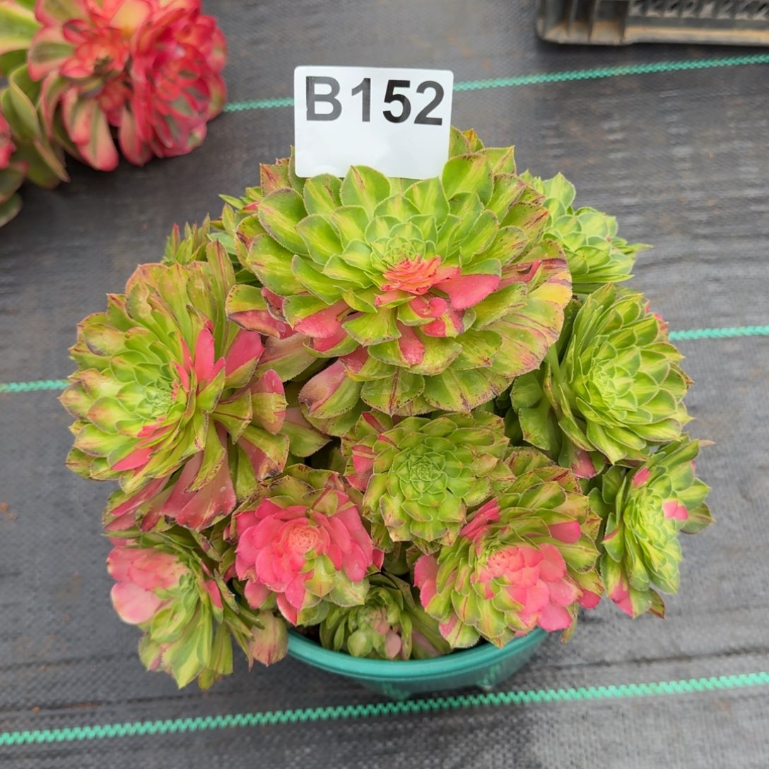 常****152多肉植物知否补差