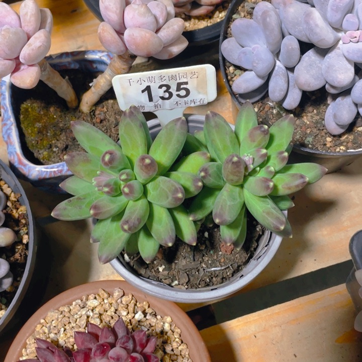 三**草谢谢你的支持00000135