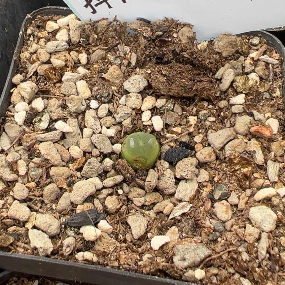 19-69拉登多肉植物，
