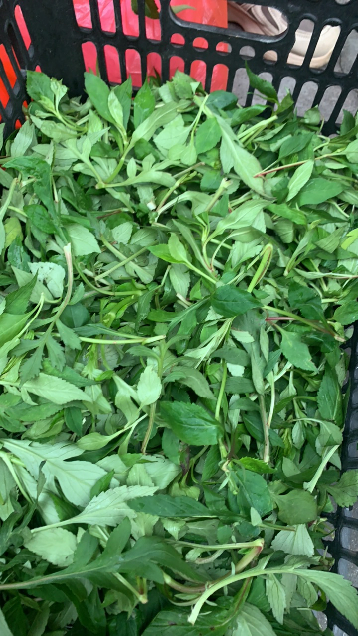 泰顺苦夹（败酱草学名）