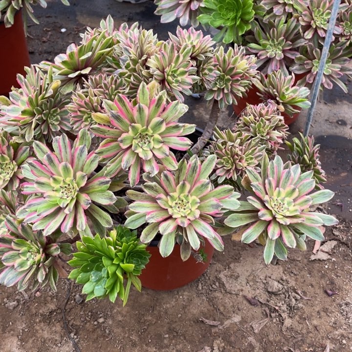 162粉黛断枝法师多肉断枝不售后