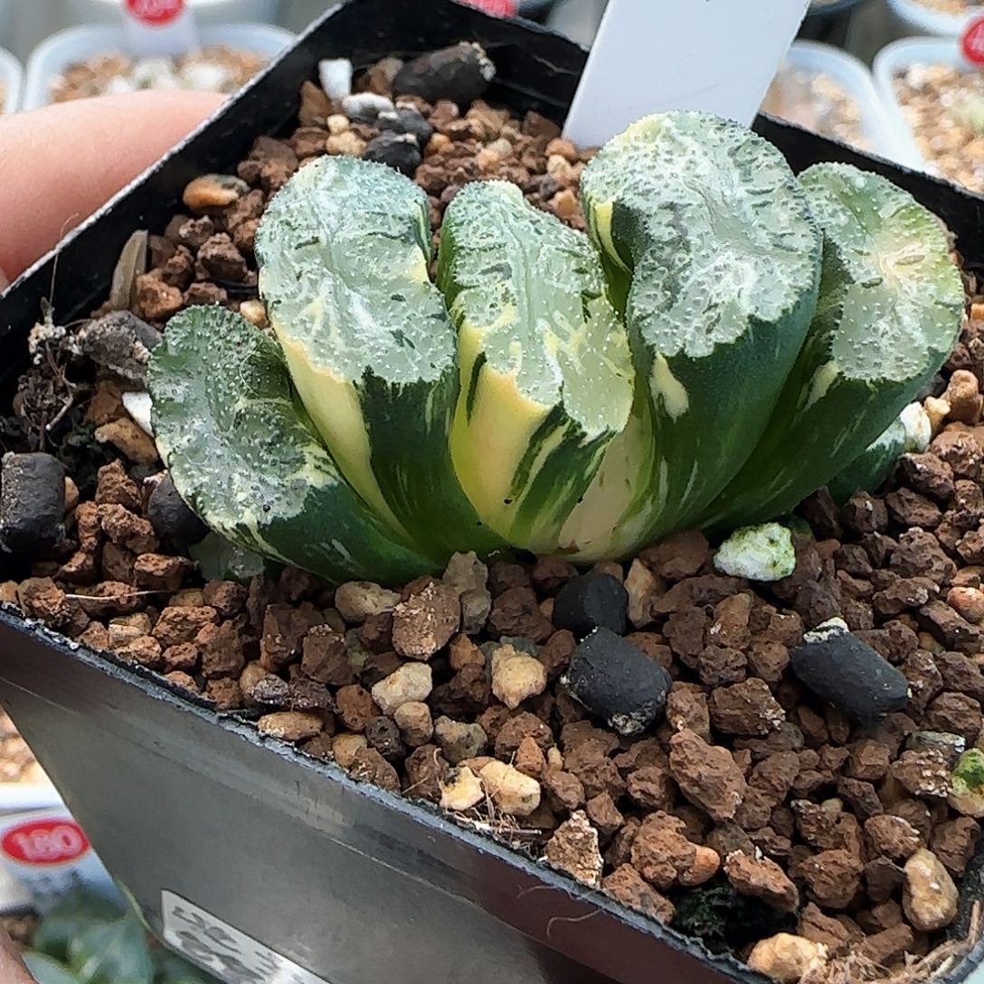 504号非组北斋玉扇锦一物一拍带盆土