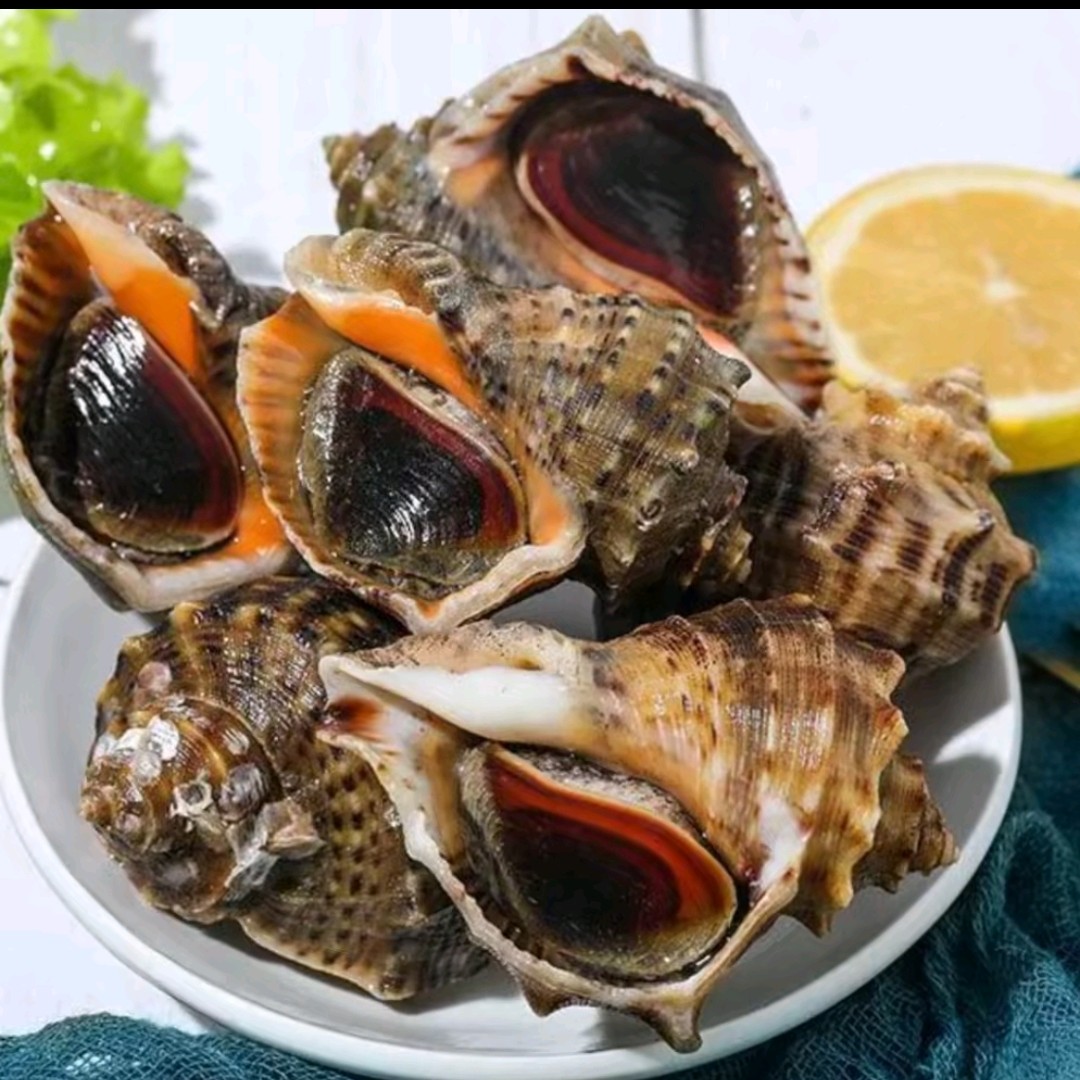 【长春同城小时达配送】全活大海螺2.5斤一箱一斤4个到5个左右【全活发货】