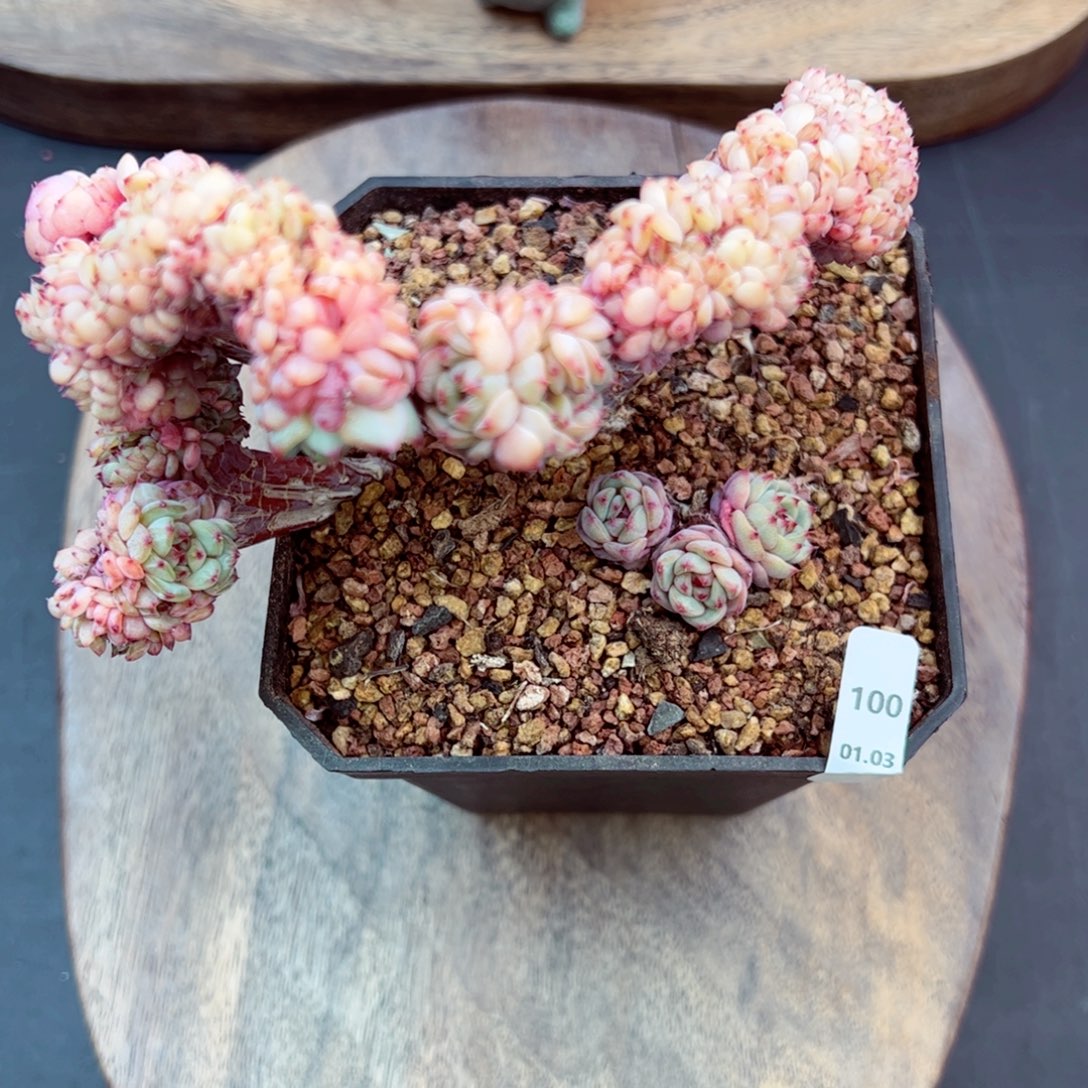 好好看100、哈哈哈哈