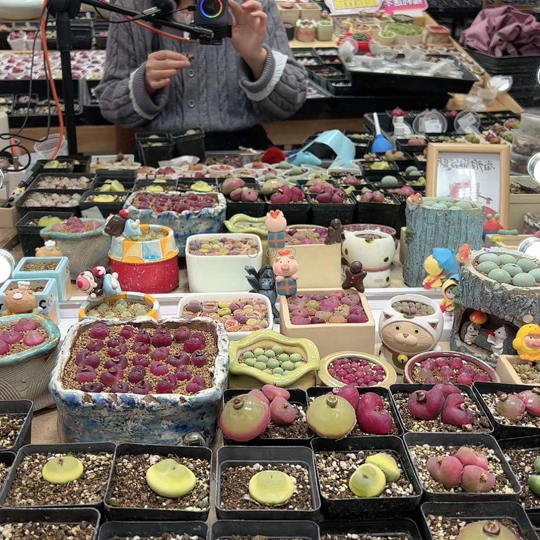 【闪购商品】利****）200元盒子
