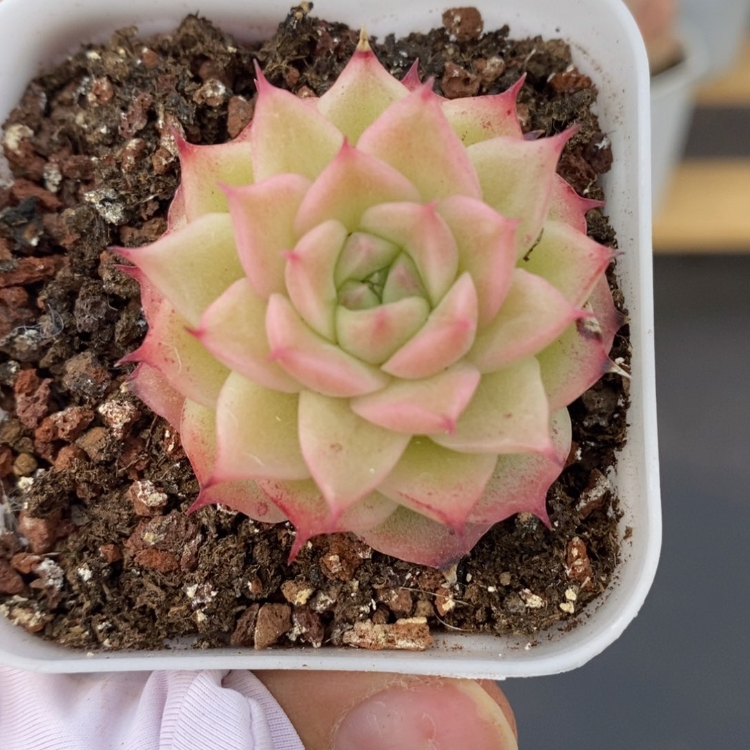 春泥家多肉9.9包邮C06珍妮