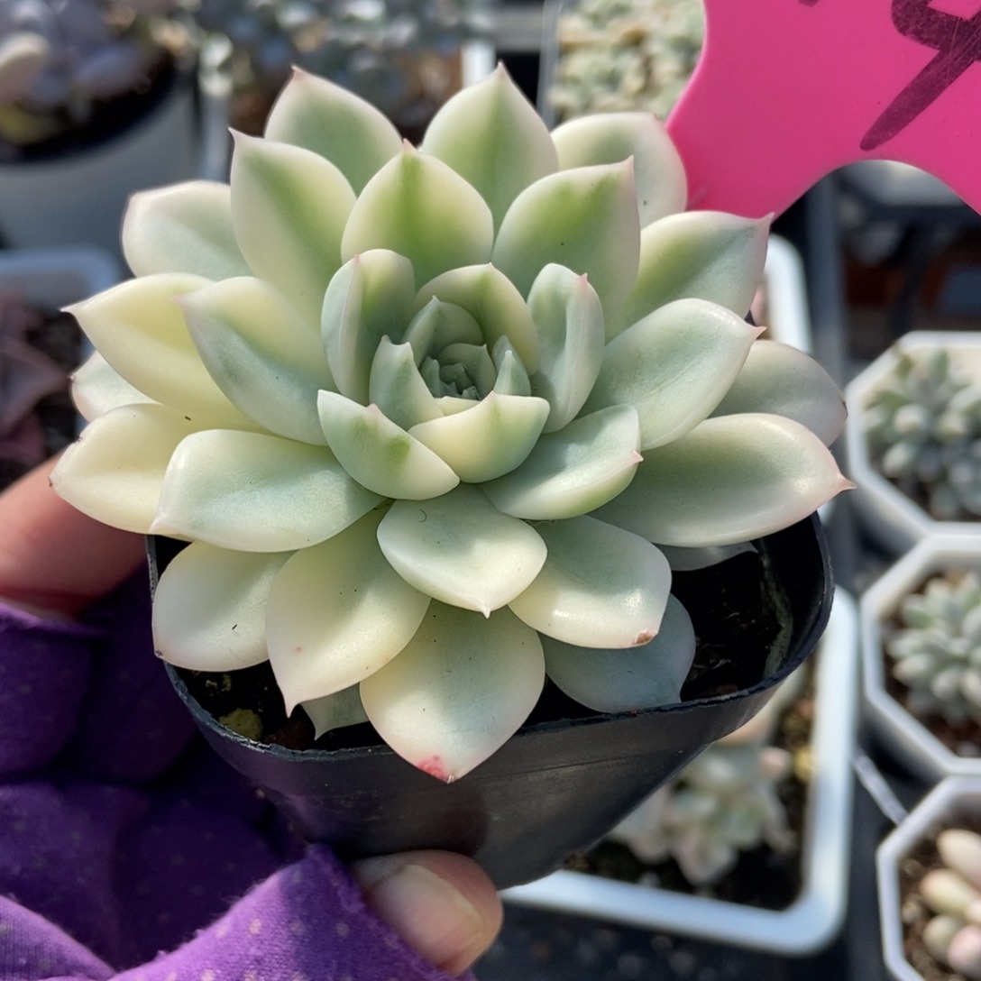 114月亮仙子锦多肉植物