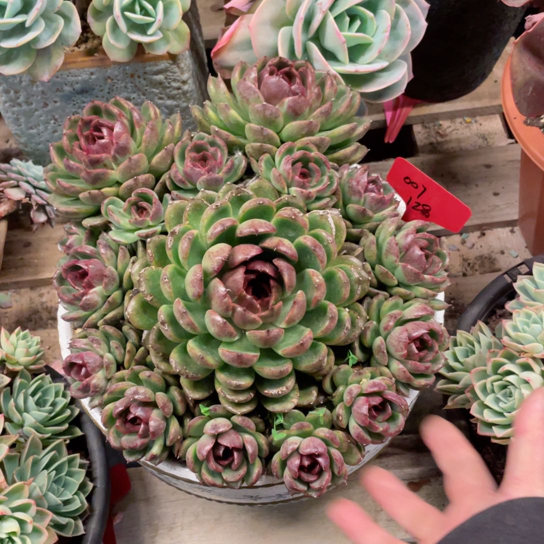 007，水晶玫瑰，周老太多肉